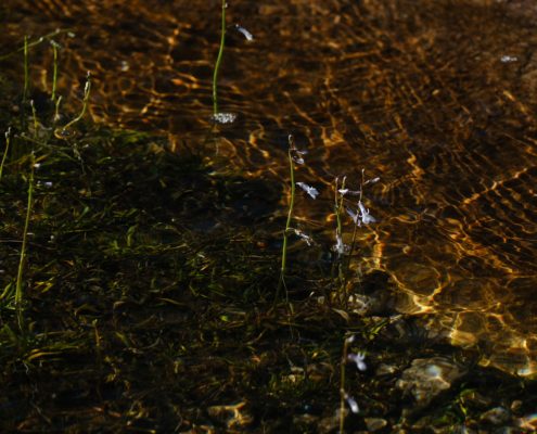 Kraakhelder water