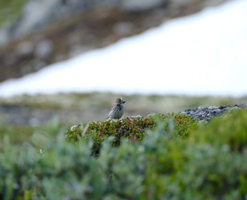 Grasmus in Jotunheimen
