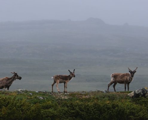 Rendieren langs scenic route 51