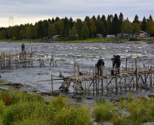 Traditionele visserij aan de Tornionjoki - Fins Lapland
