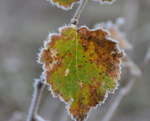 Herfst bij Kautokeino - Noors Lapland
