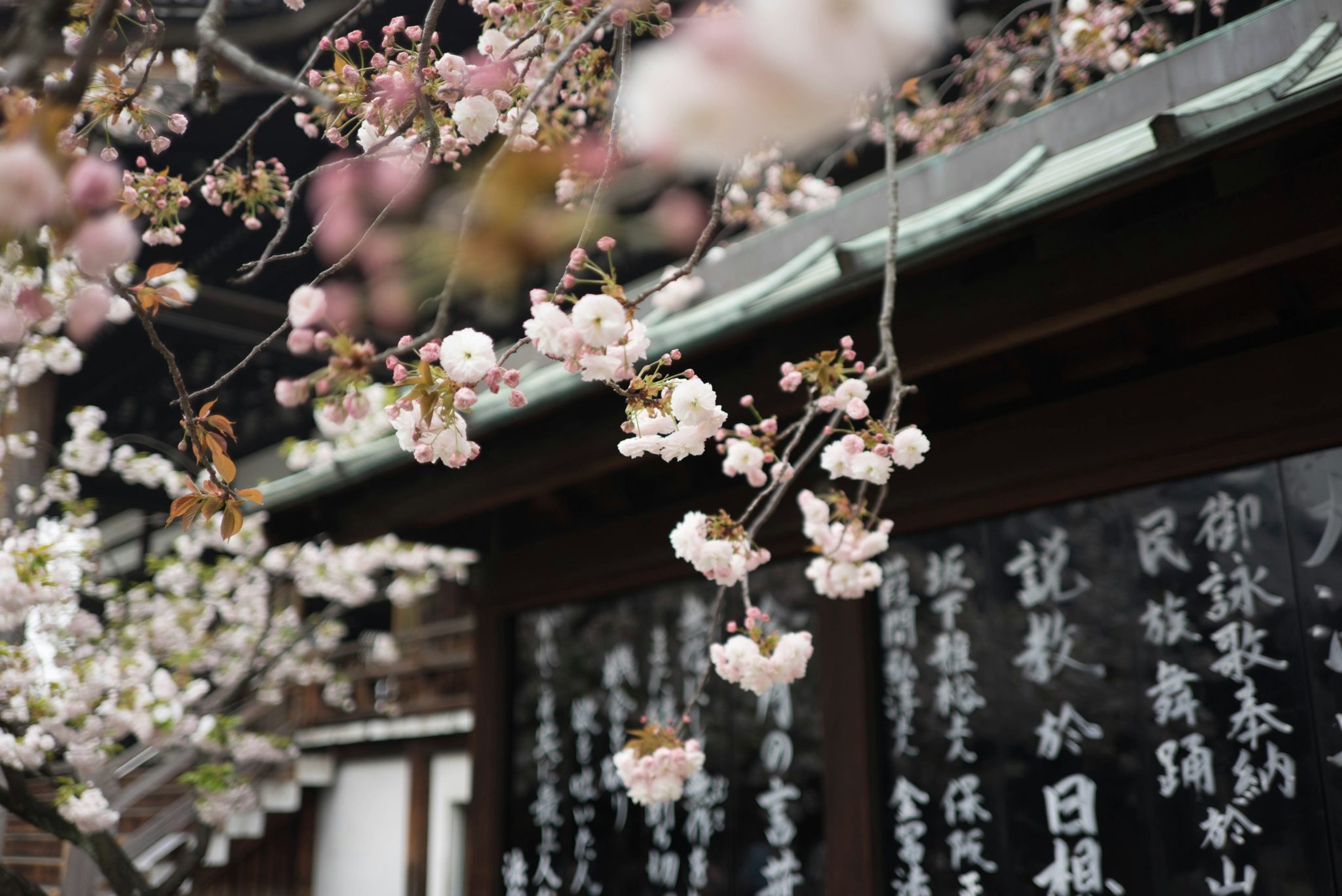 Japanse kersenbloesem, Japan vakantie