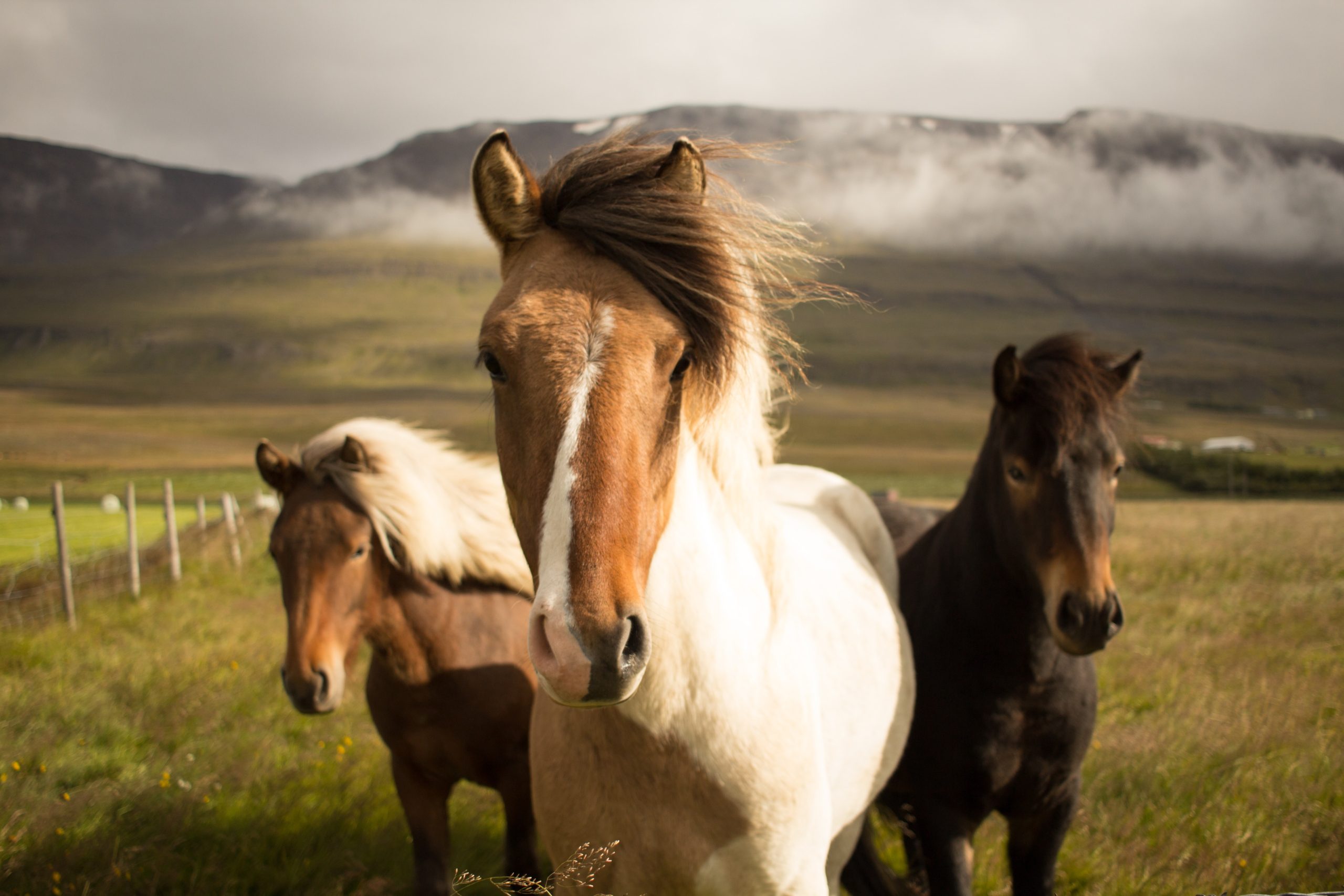 Reiten bei Eldhestar in Südisland