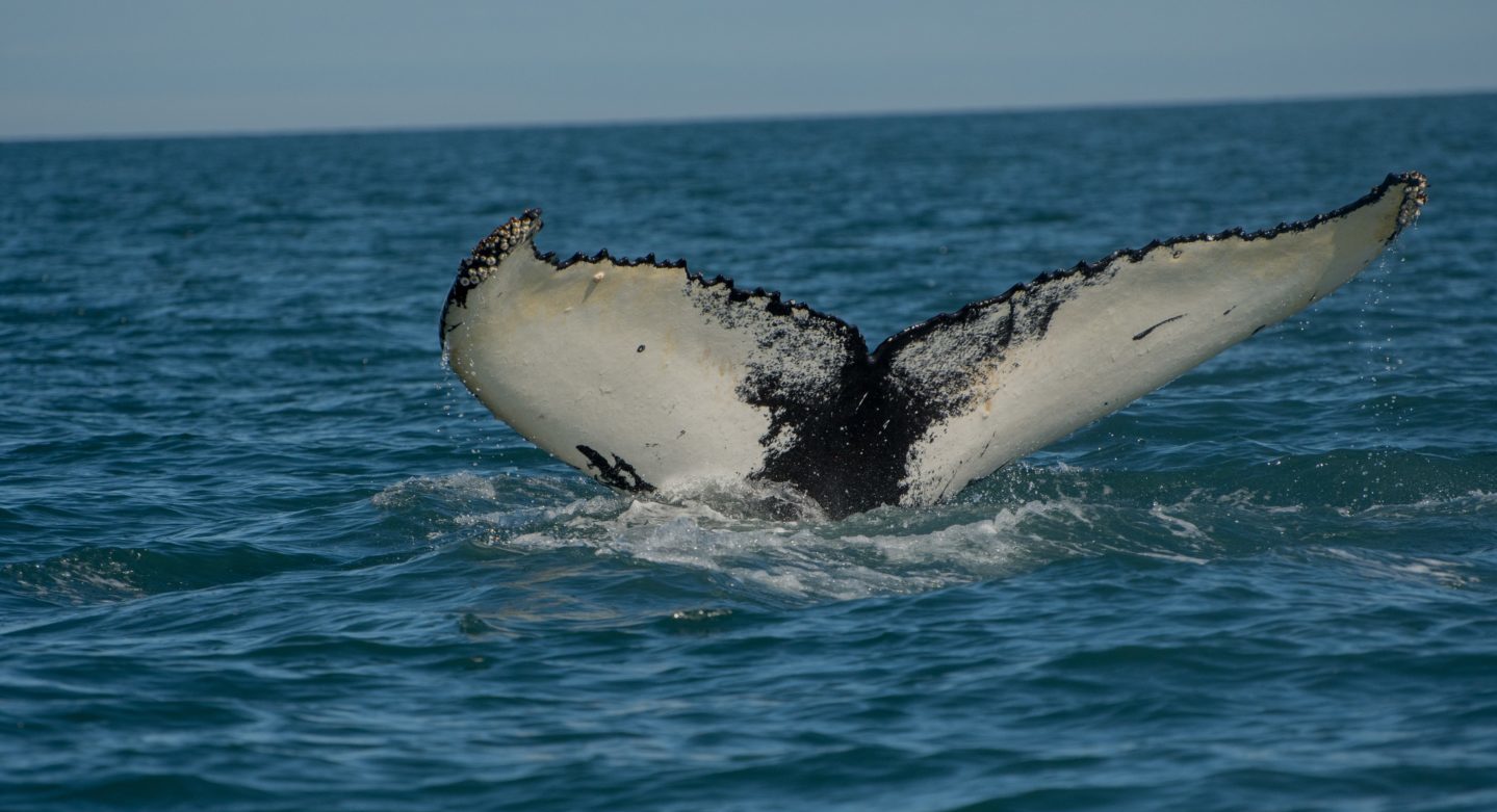 Walsafari bei Húsavík