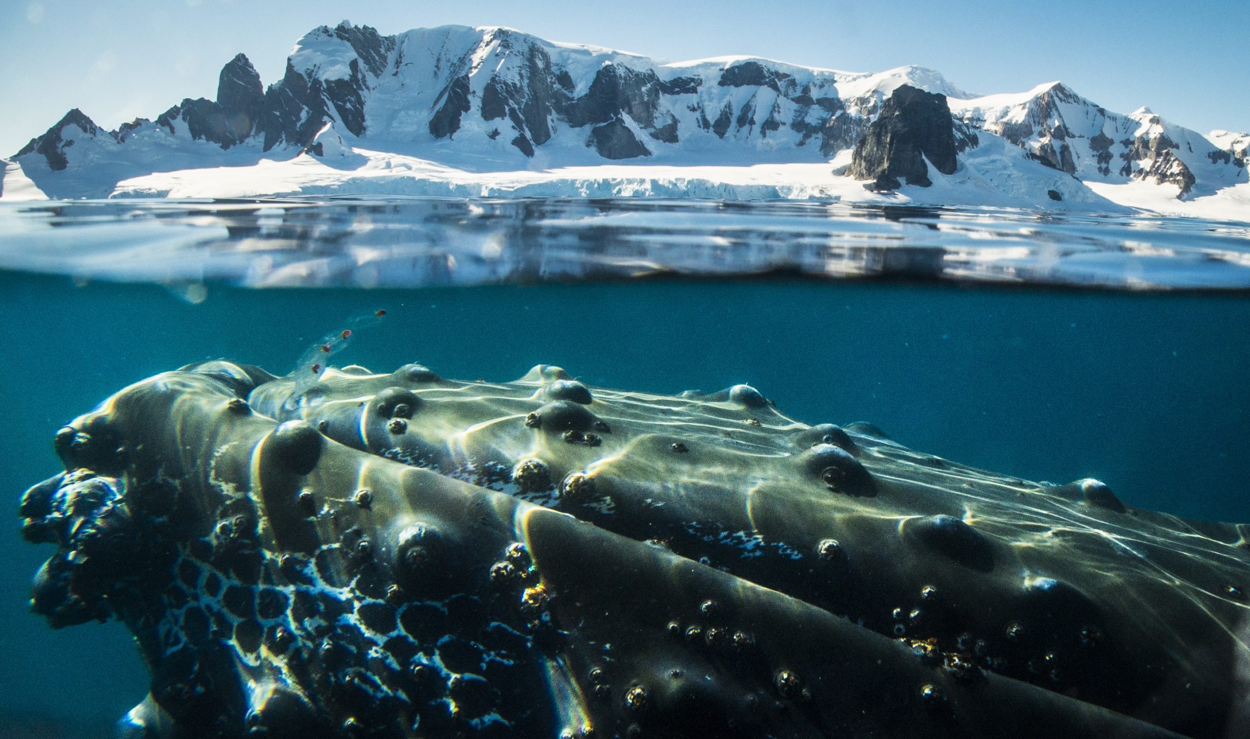 Bultrug Antarctica - Oceanwide Expeditions