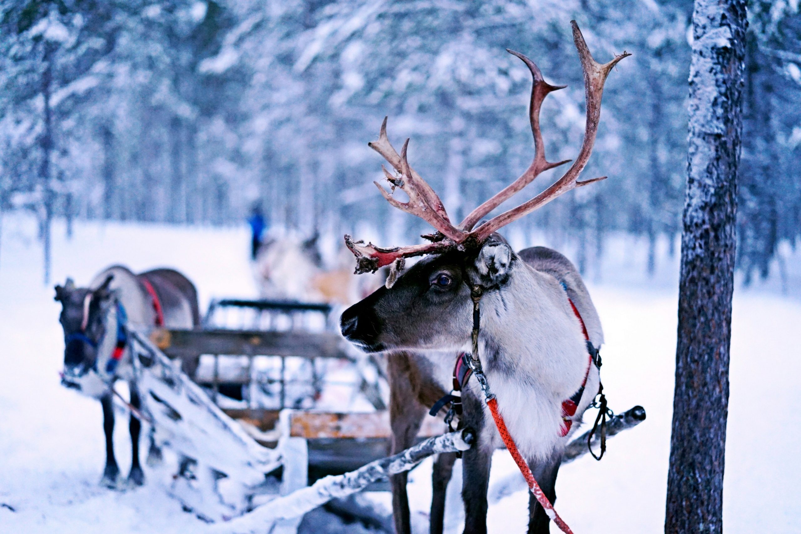 Rendieren Lapland