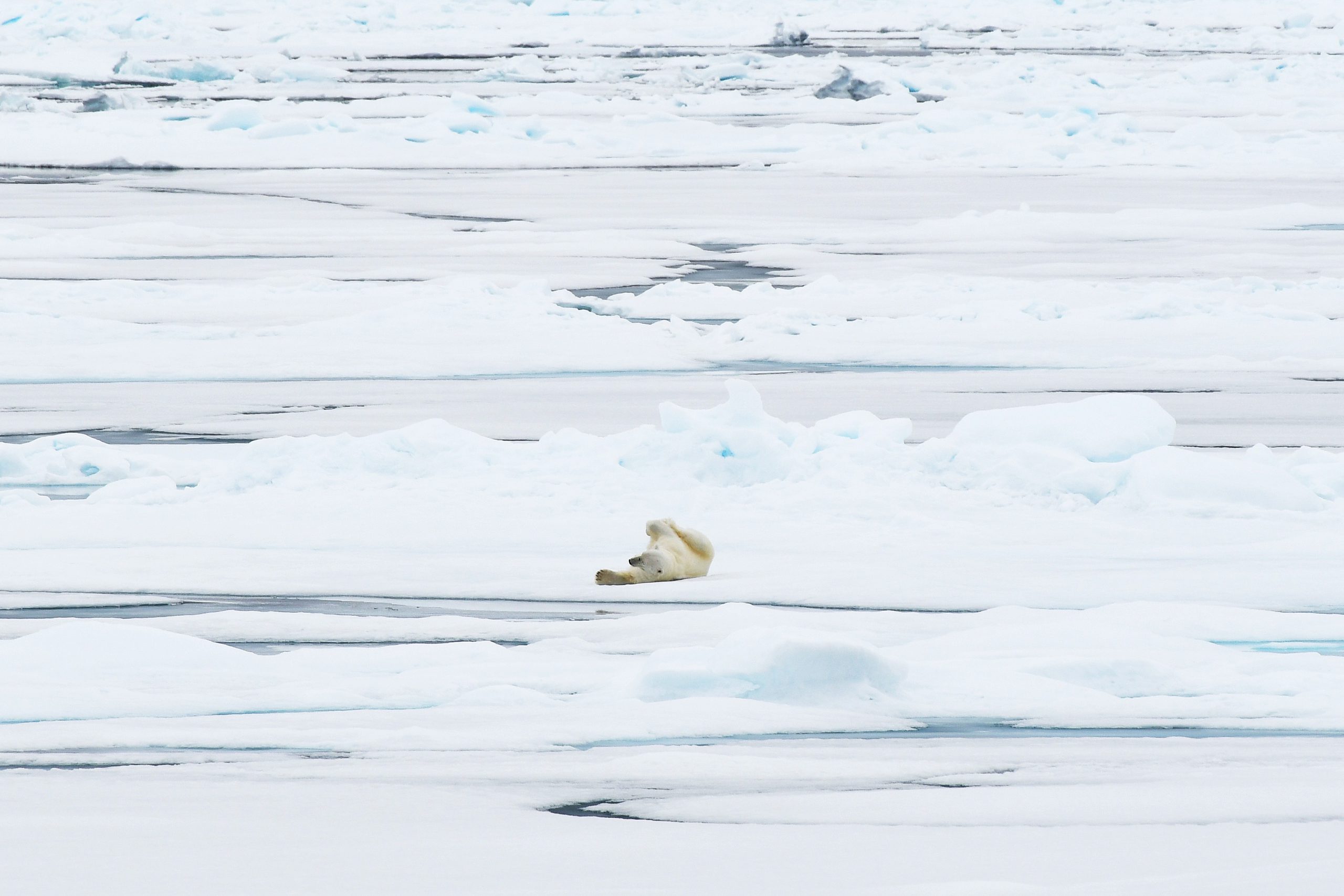 IJsbeer liggend op het ijs, Spitsbergen
