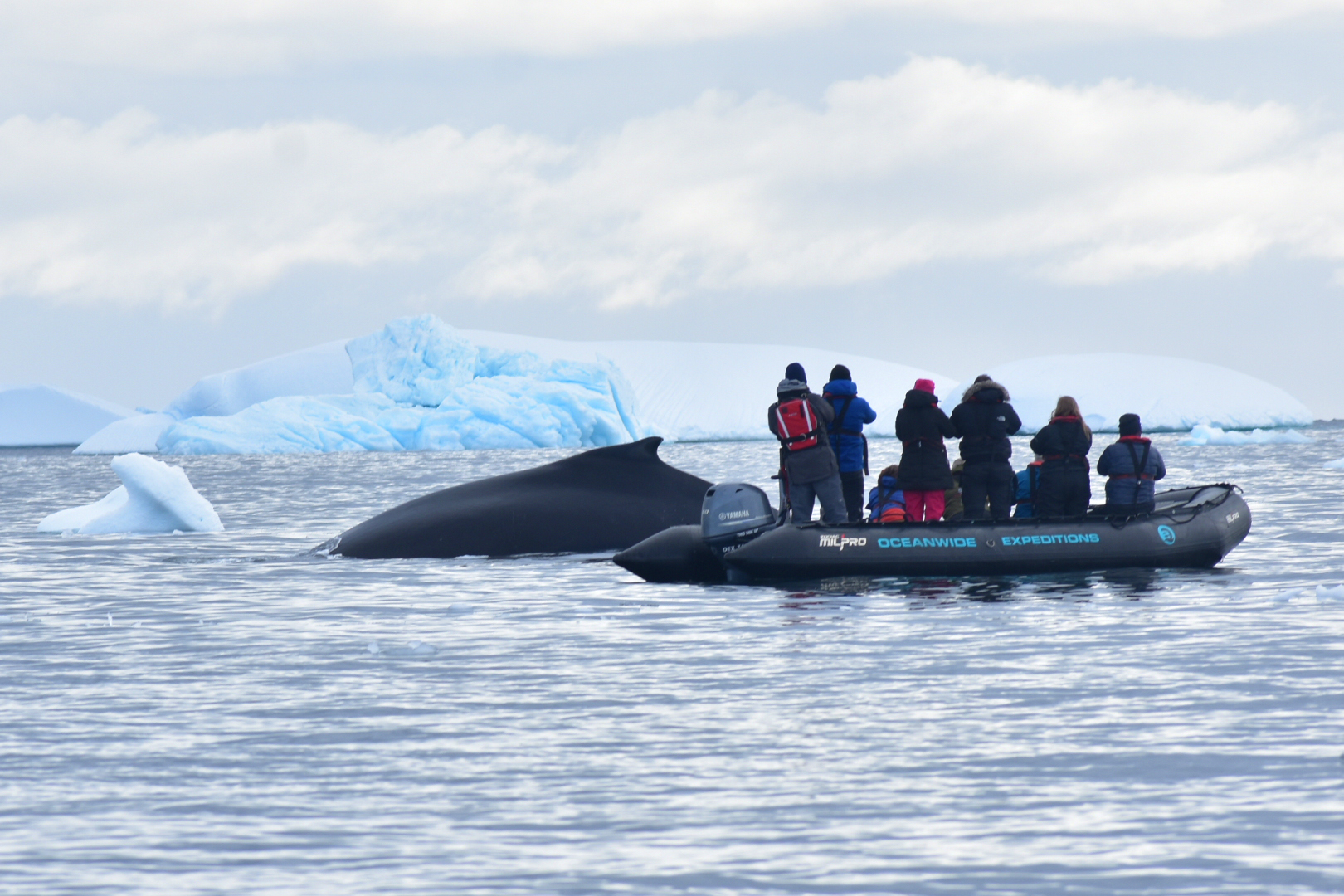 Humpback surprise, Antarctica