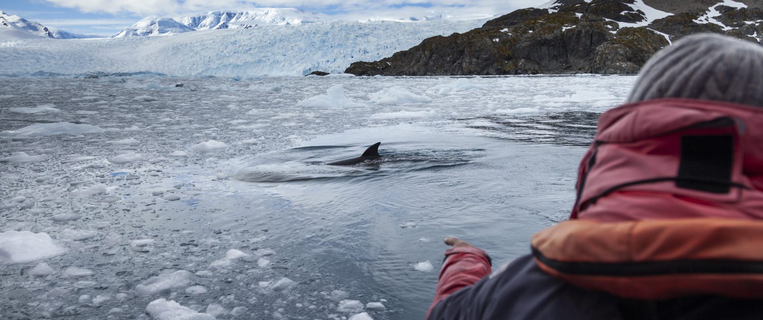 Antarctica Ciera Cove Zodiac Traveller Whale