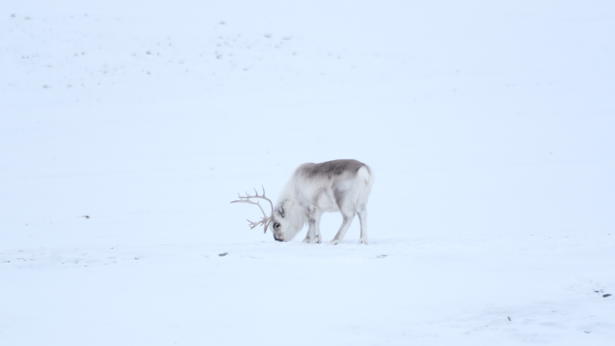 Spitsbergen, foto: Nyncke Ernst