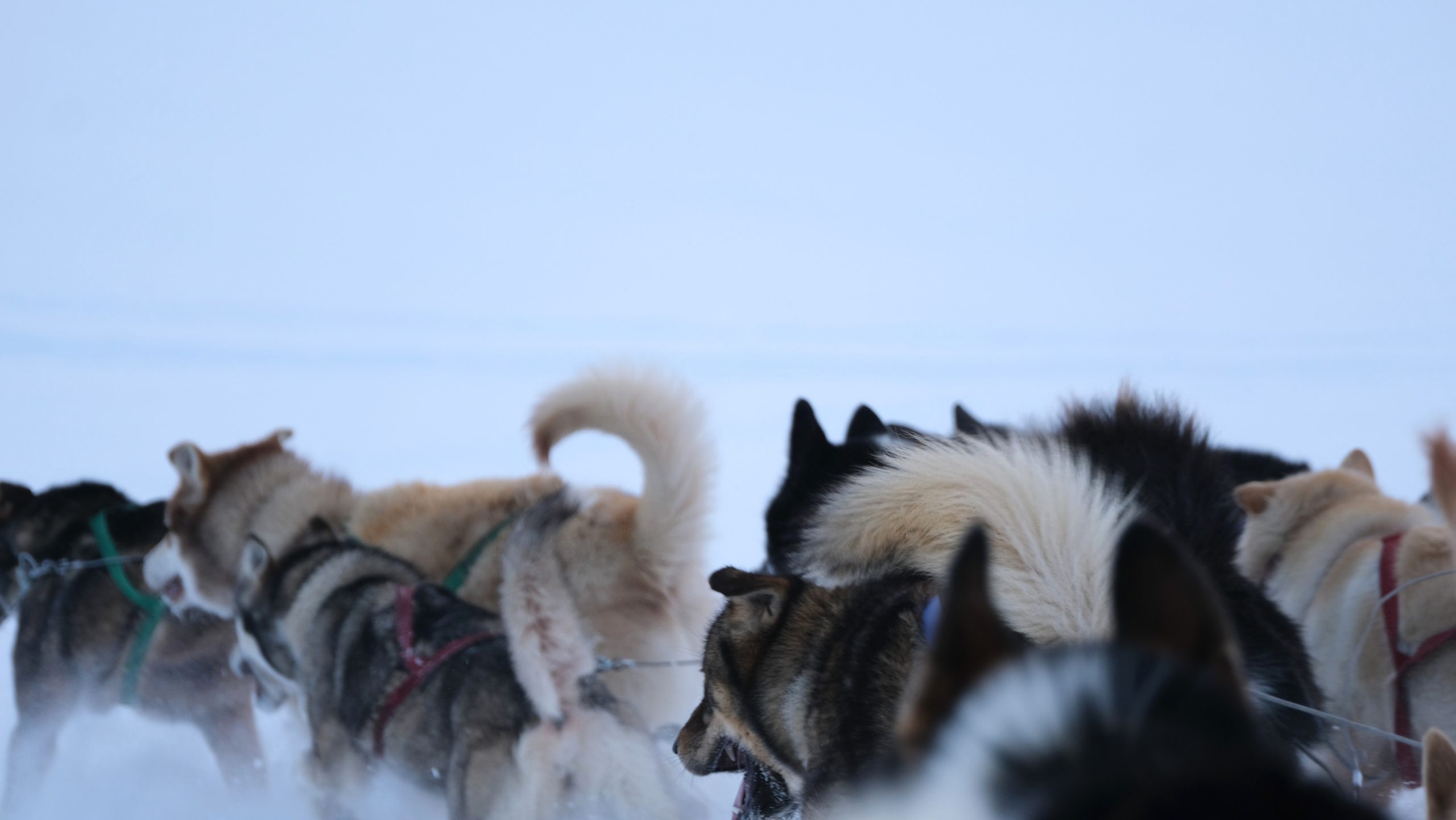 Spitsbergen, foto: Nyncke Ernst Spitsbergen, foto: Nyncke Ernst