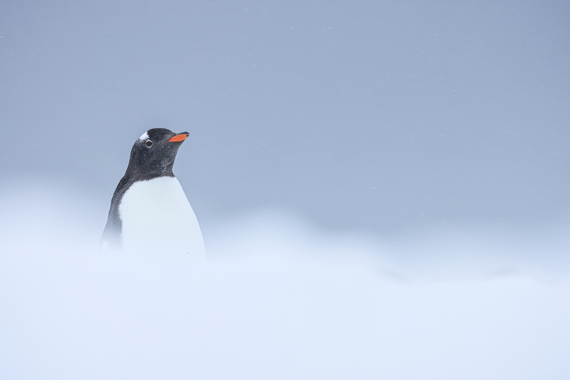 Foto: Piet van den Bemd, Poseidon Expeditions