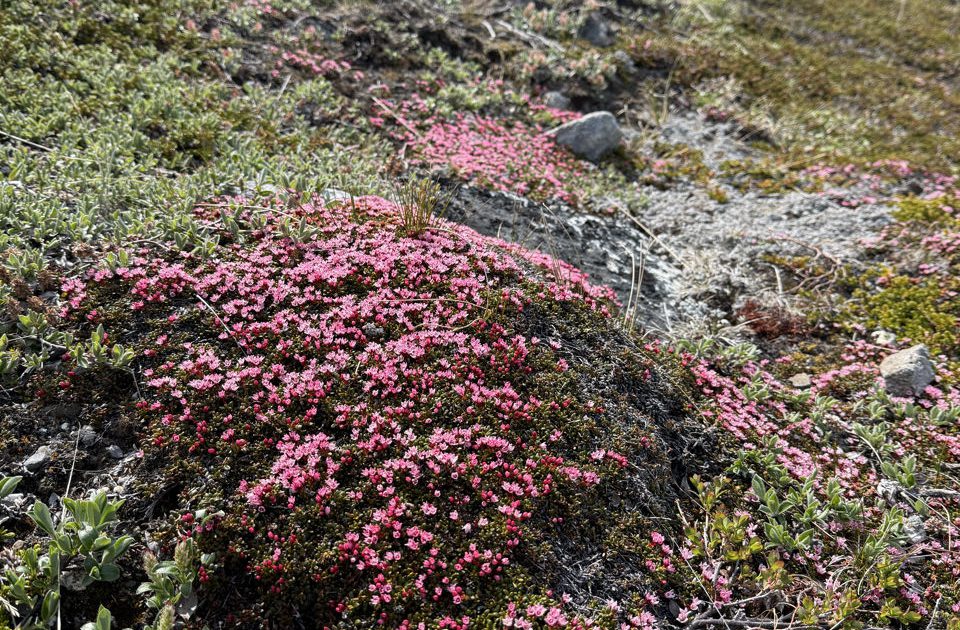 Bloemen tijdens wandeling Bloemen tijdens wandeling