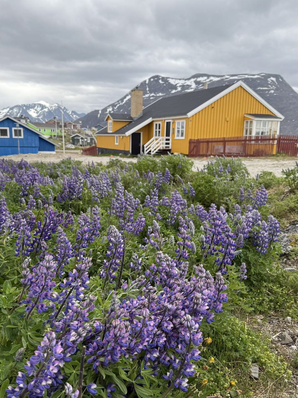 Lupine Lupine