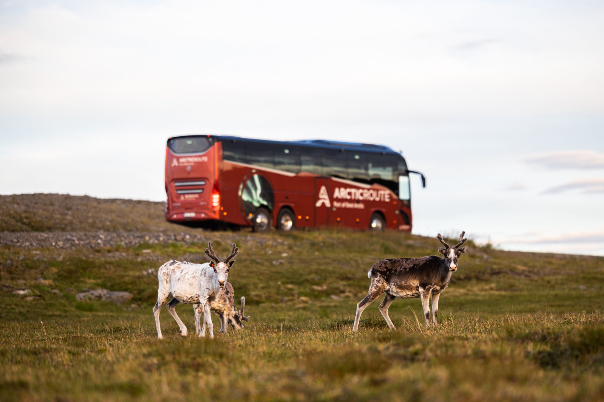 The Arctic Route, foto: Magne Håheim/Best Arctic/Bussring