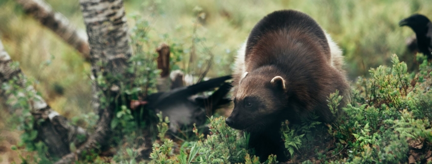 Veelvraat Noorwegen, foto: Reinhardtsen Media, Visit Narvik