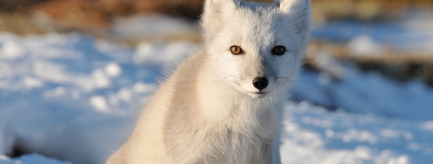 Poolvos, foto: Roger Brendhagen, Frich´s Management AS, VisitNorway.com