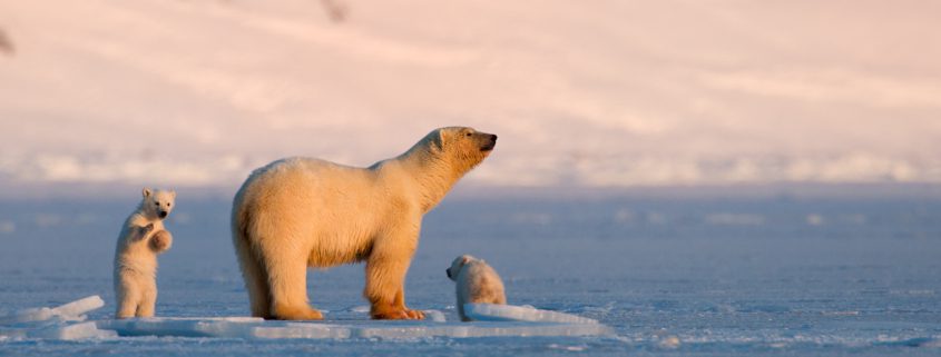 IJsbeer, foto: Asgeir Helgestad, VisitNorway.com