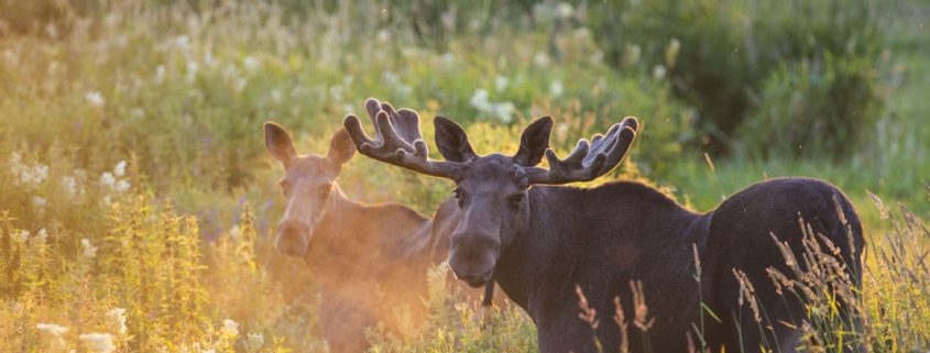 Eland, foto: Torbjørn Martinsen, VisitNorway.com