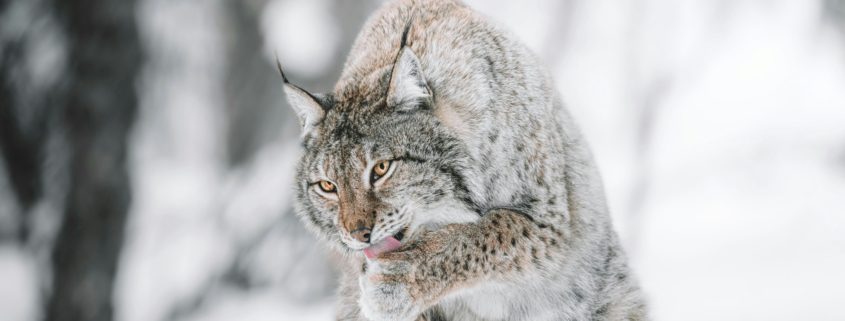 Lynx Noorwegen