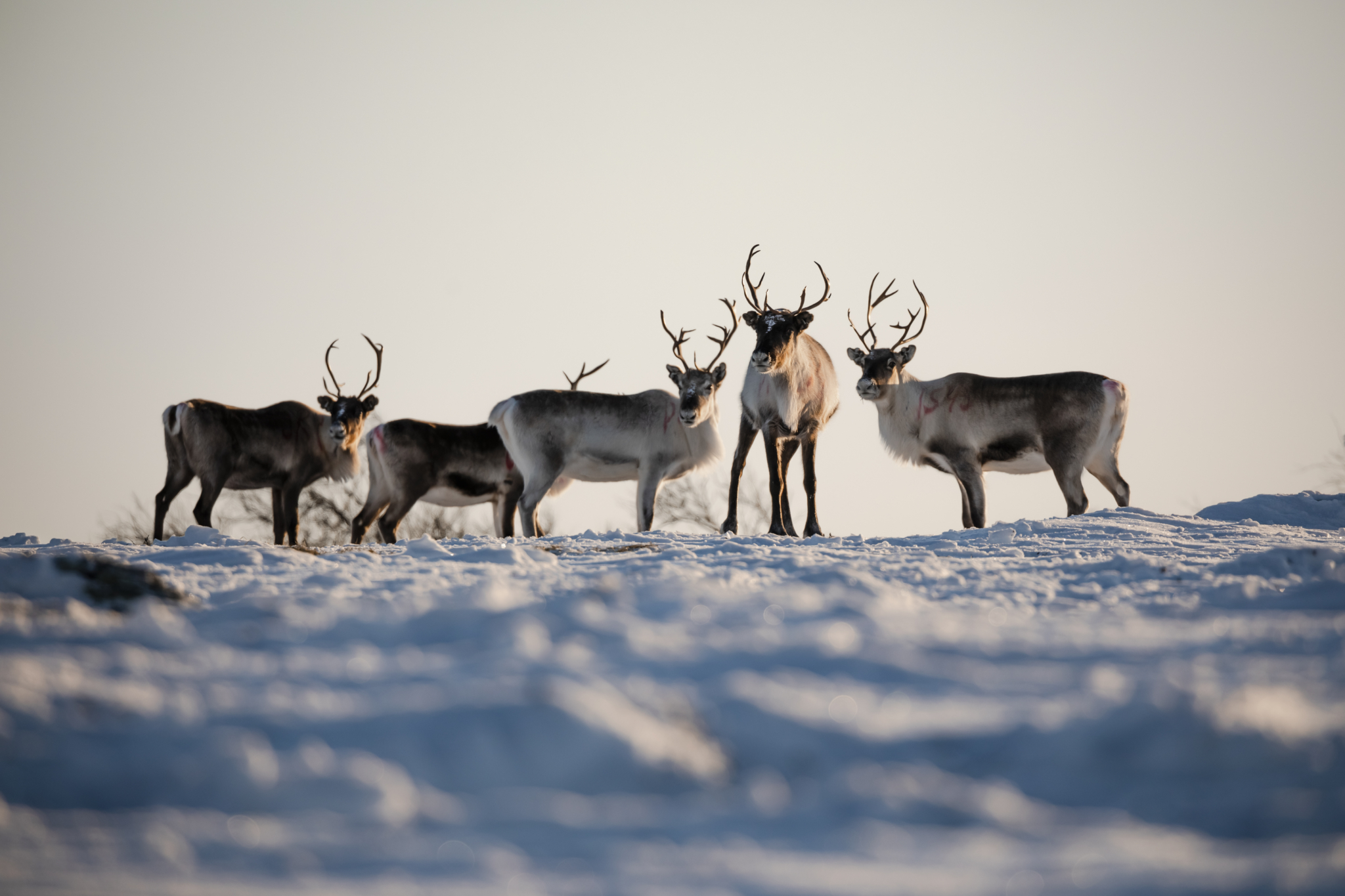 Foto: Lapland North, Explore Utsjoki, Kota Collective Photo