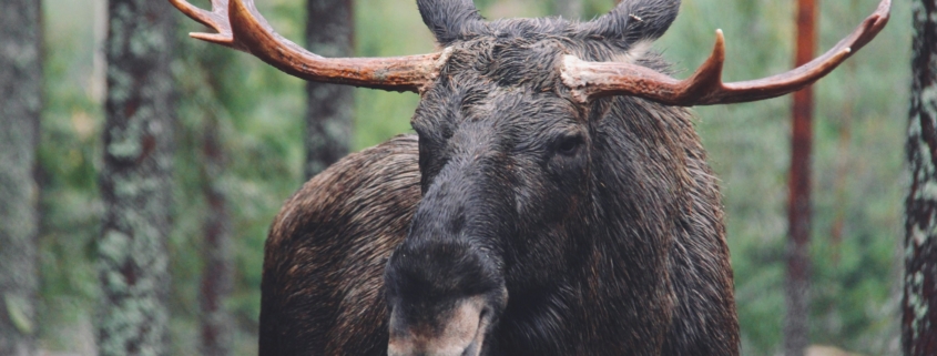 Beren Zweden, Wildlife Finland