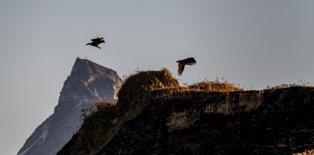 Eagles flying in one of the fjords near Nuuk. Photo by Henrik Møller Nielsen - Visit Greenland Eagles flying in one of the fjords near Nuuk. Photo by Henrik Møller Nielsen - Visit Greenland
