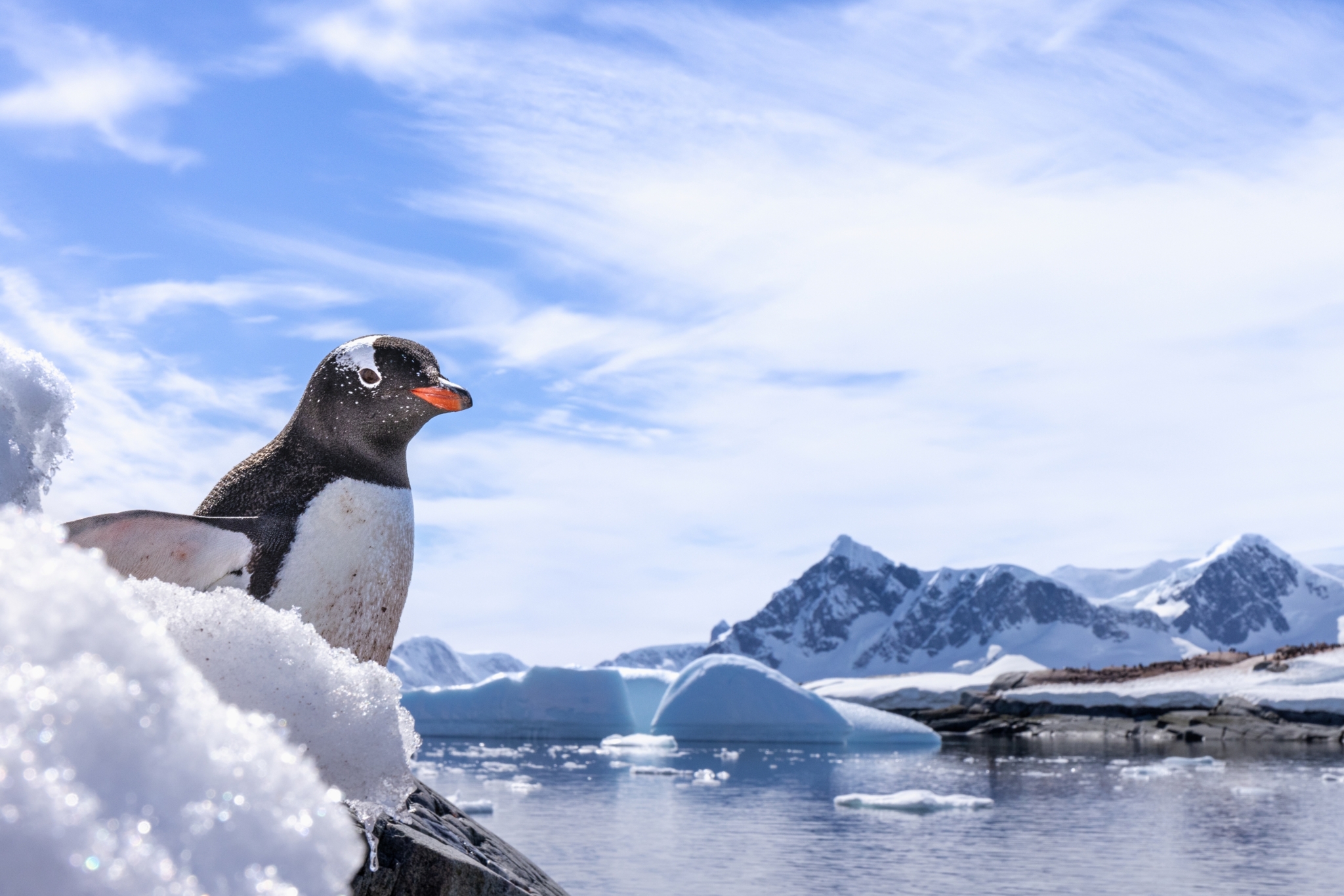 Foto: Piet van den Bemd, Poseidon Expeditions