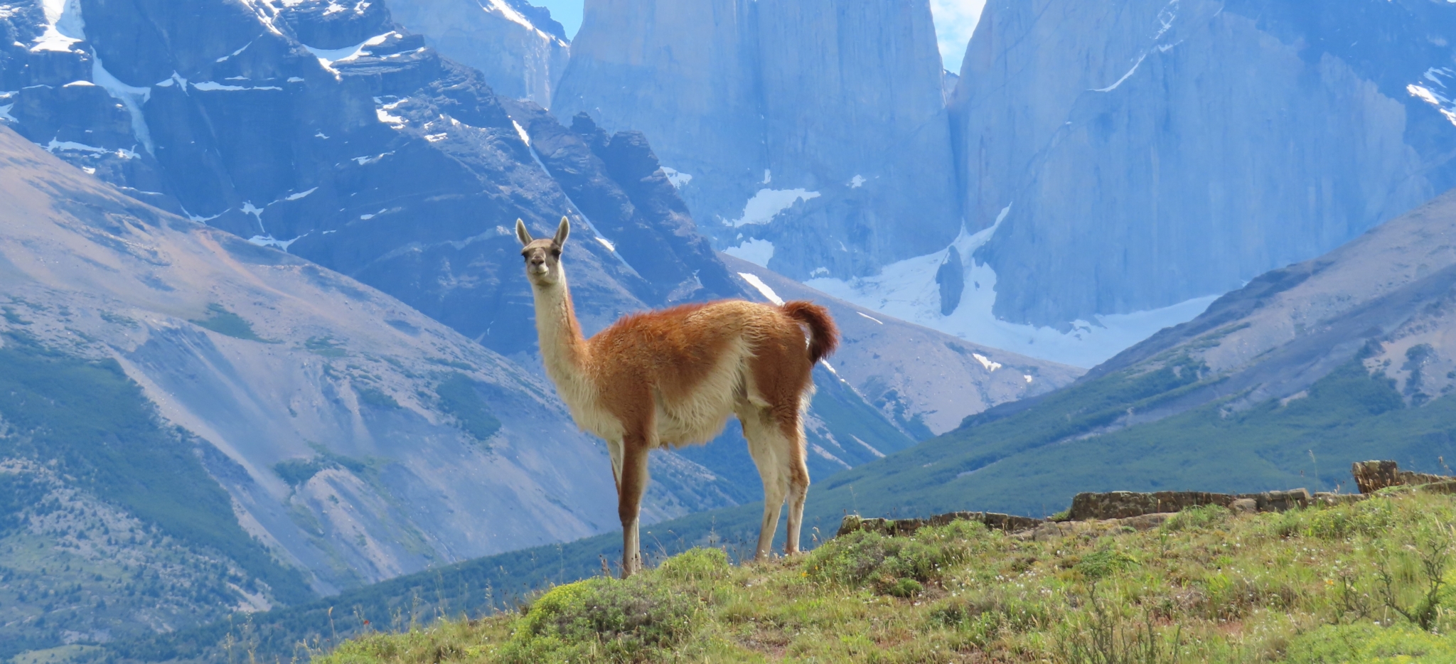 Winnaars fotowedstrijd 2025_Simon en Elja Janssen - Guanaco voor de Torres
